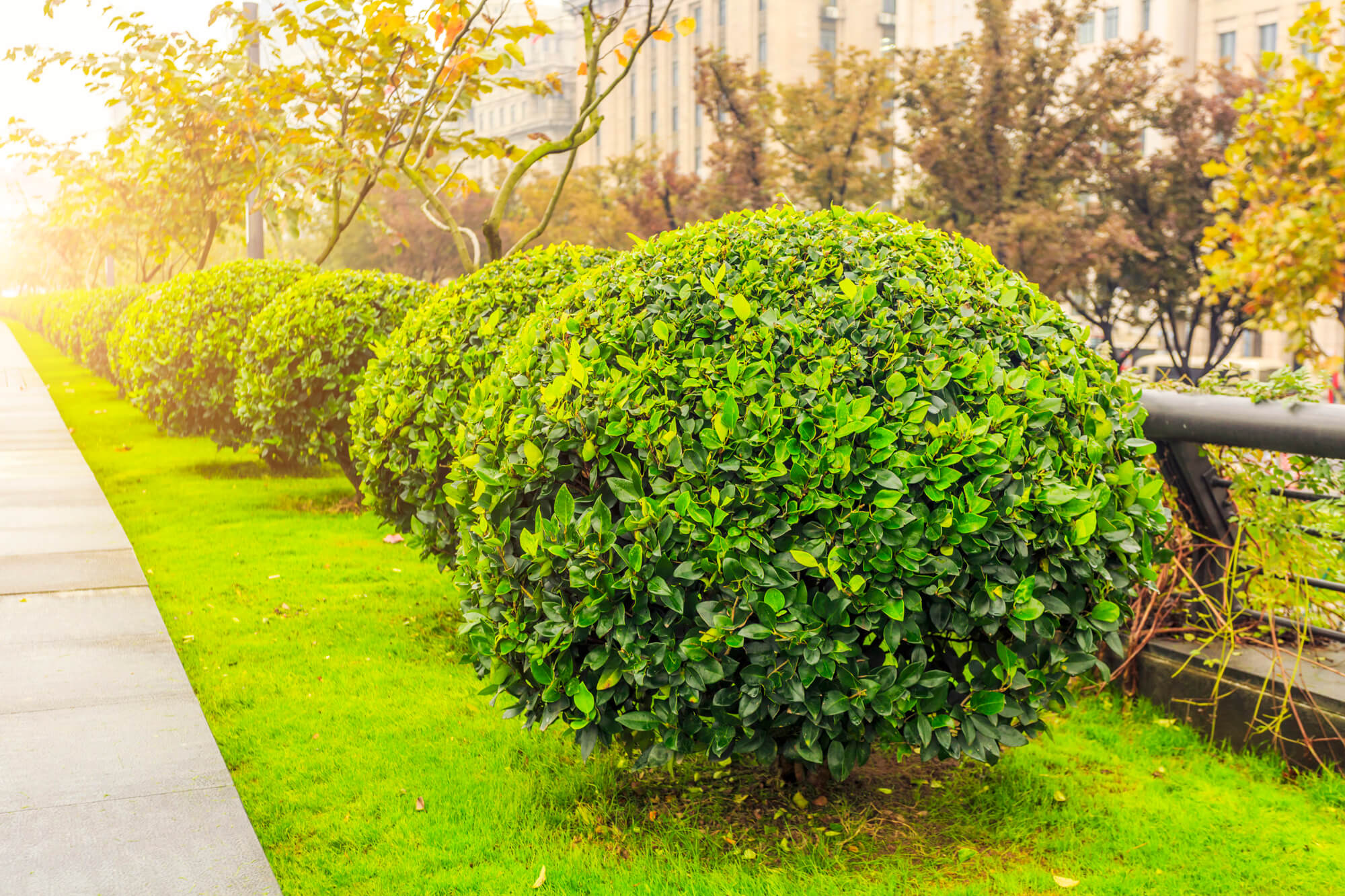 Hedge Cutting — Crisp, healthy hedges trimmed to perfection.